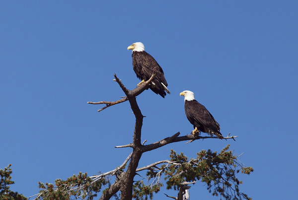 Bald Eagles on Whale and wildlife tour 1