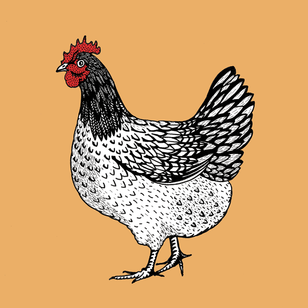 Eggshell Chicken Â© Freya Laughton