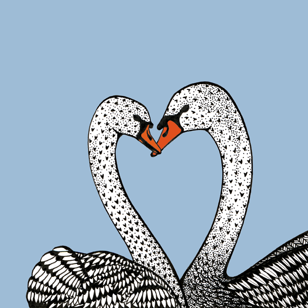 Love Swans © Freya Laughton