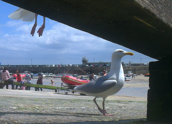 St. Ives seagulls St. Ives seagulls © F.L.